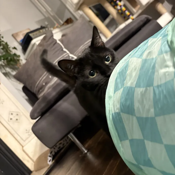 Your Friendly Neighborhood Cat Sitter