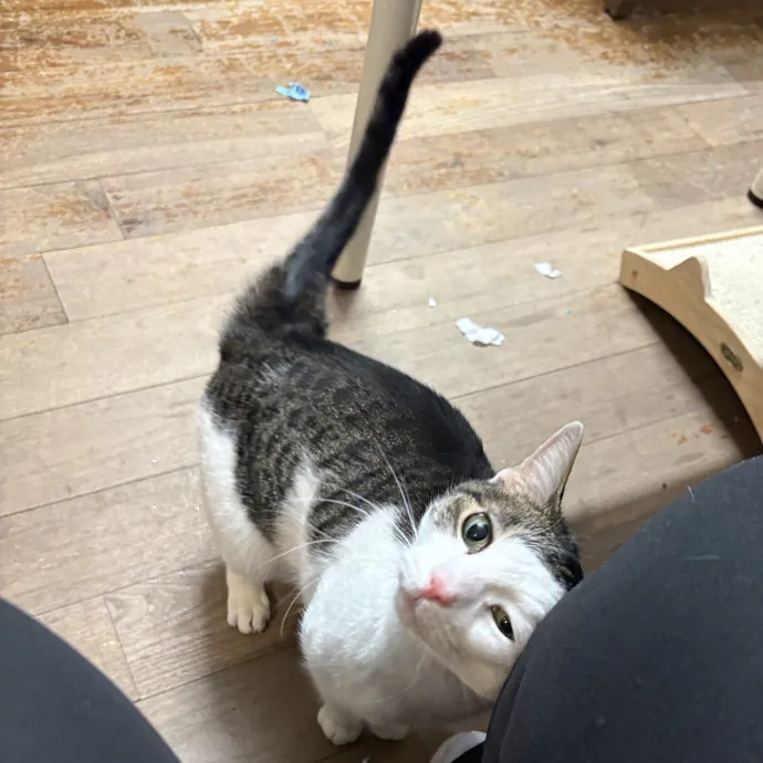Your Friendly Neighborhood Cat Sitter