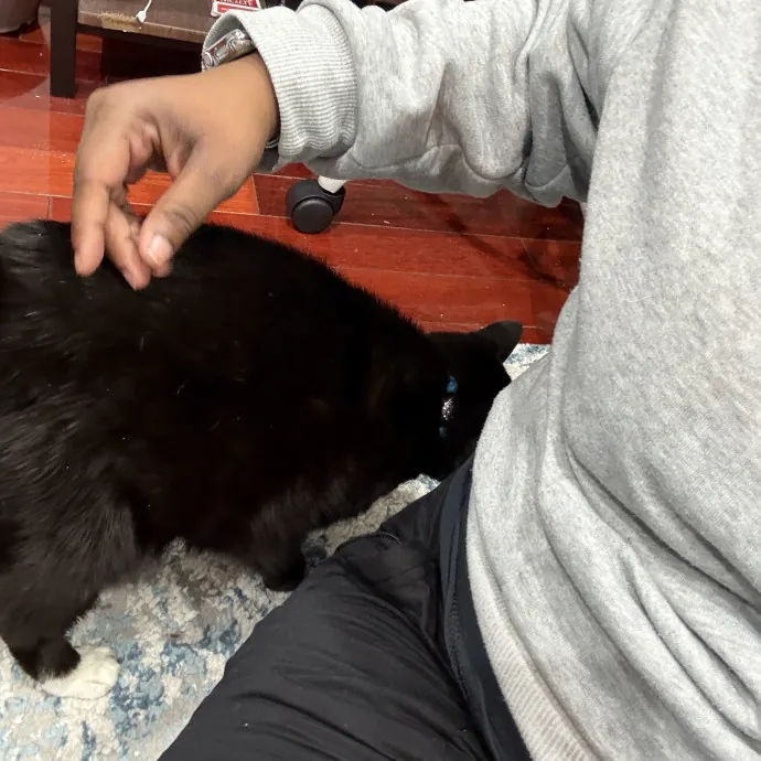Your Friendly Neighborhood Cat Sitter