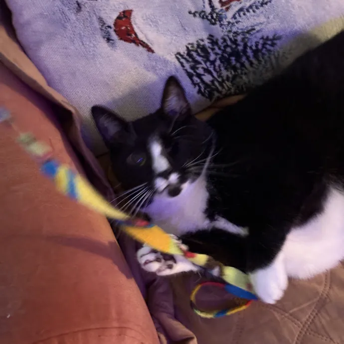 Your Friendly Neighborhood Cat Sitter