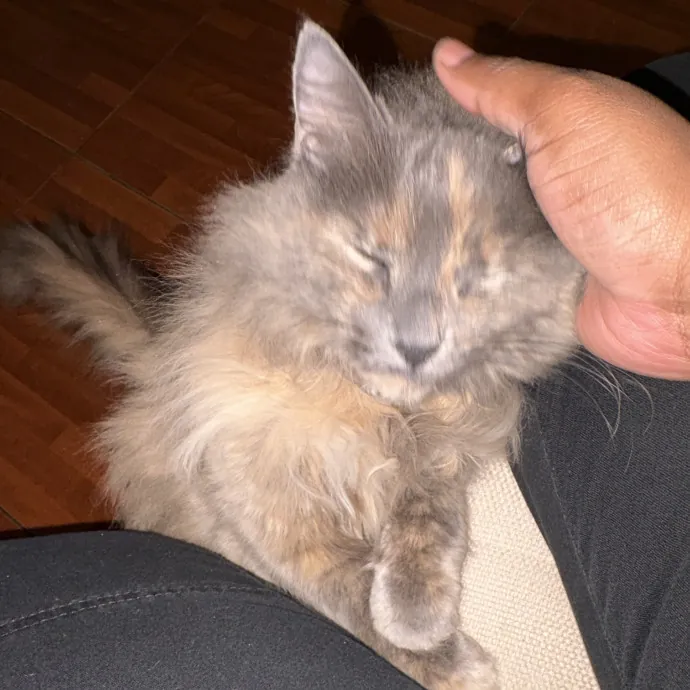 Your Friendly Neighborhood Cat Sitter