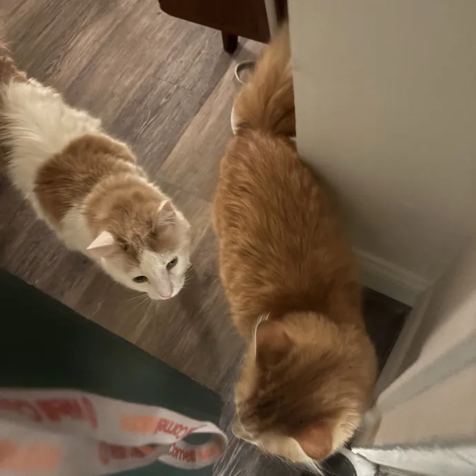 Your Friendly Neighborhood Cat Sitter