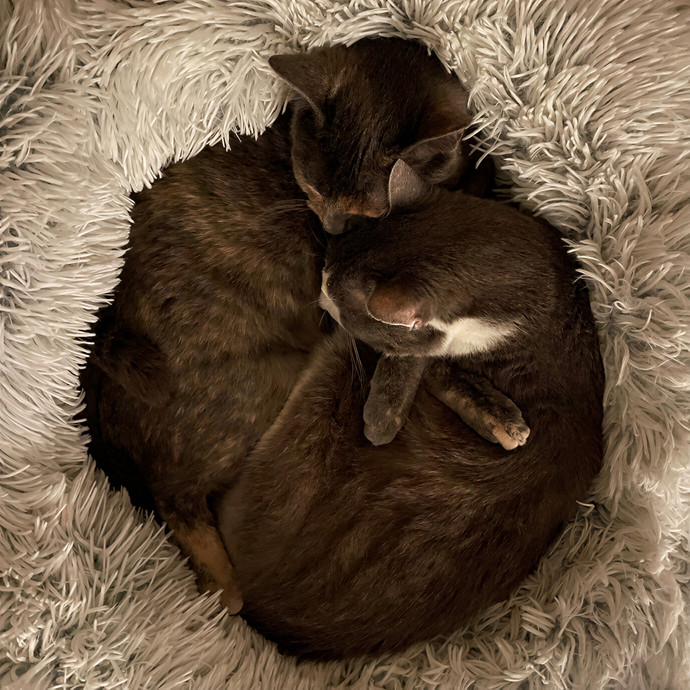 Matt's Cats