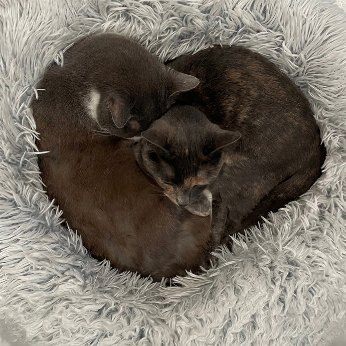 Matt's Cats photo 2