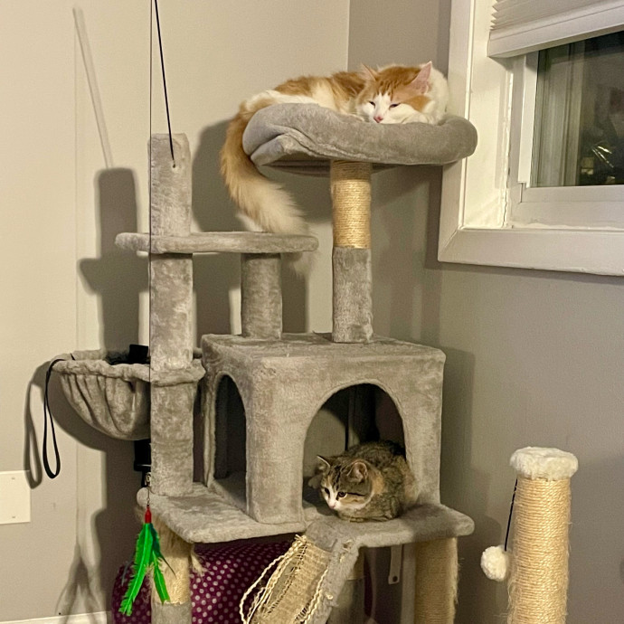 Gatomania Sitter