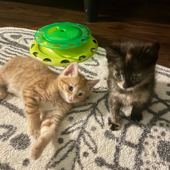 Gatomania Sitter