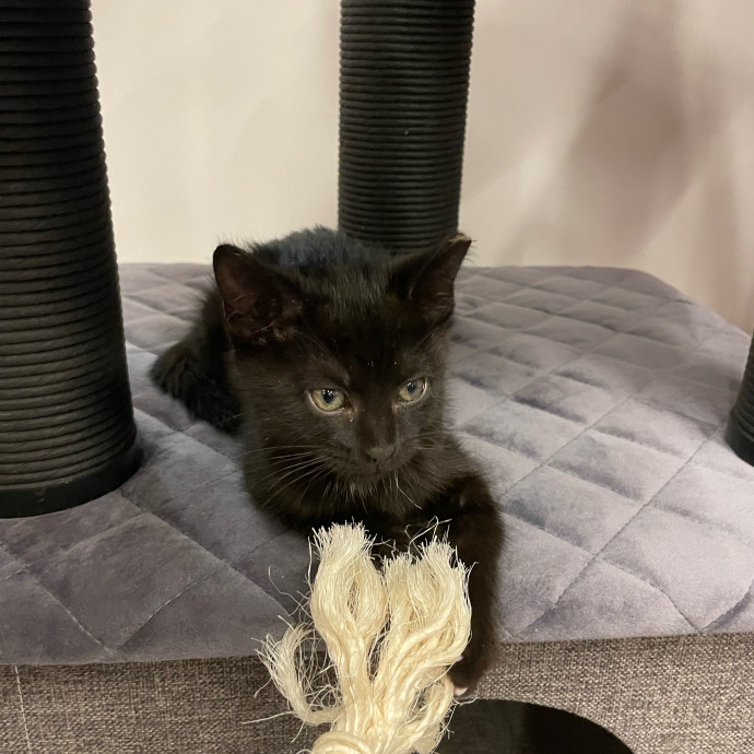 Gatomania Sitter