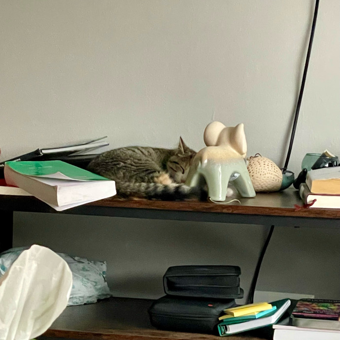 Gatomania Sitter