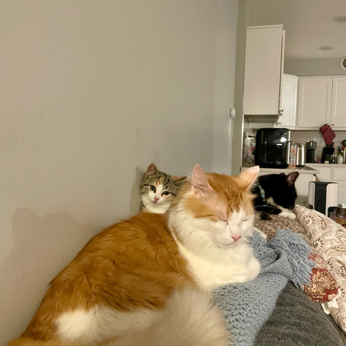 Gatomania Sitter