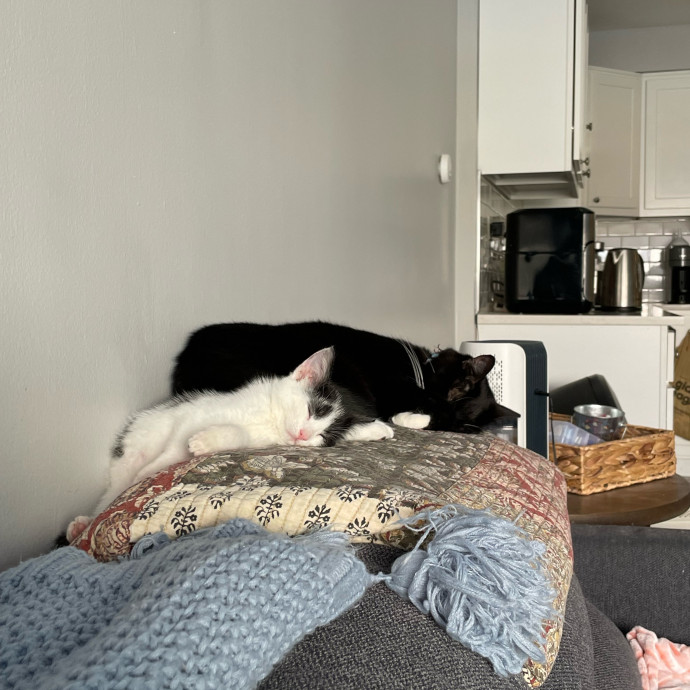 Gatomania Sitter