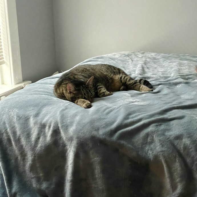 Gatomania Sitter