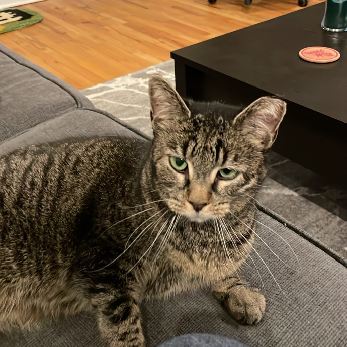 Gatomania Sitter