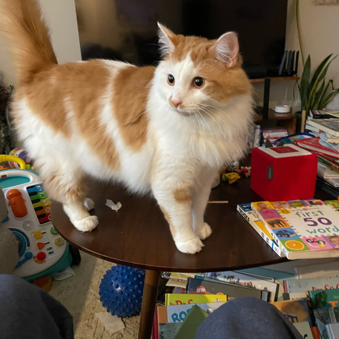 Gatomania Sitter