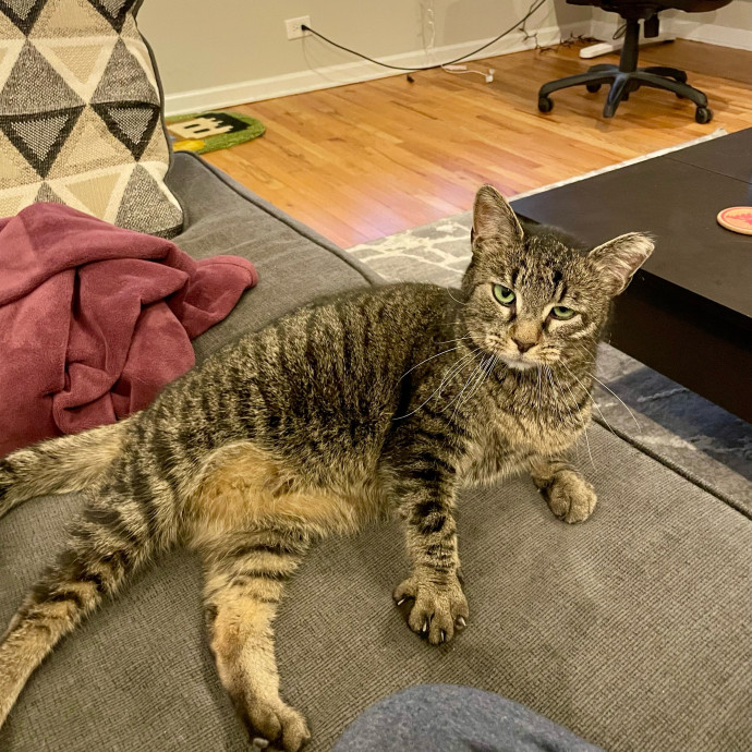 Gatomania Sitter