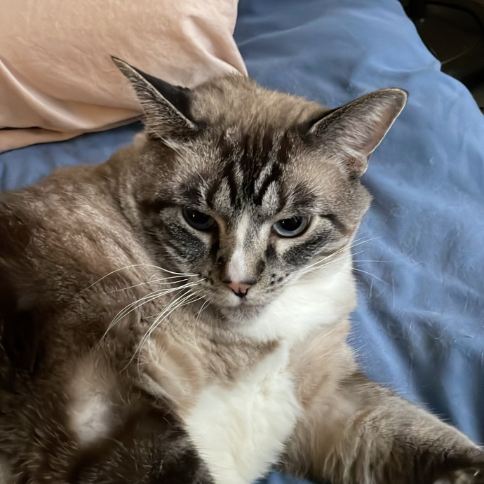 Gatomania Sitter