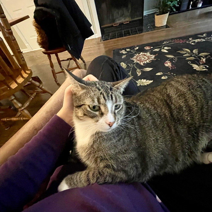 Gatomania Sitter