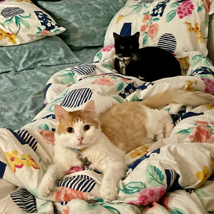 Gatomania Sitter
