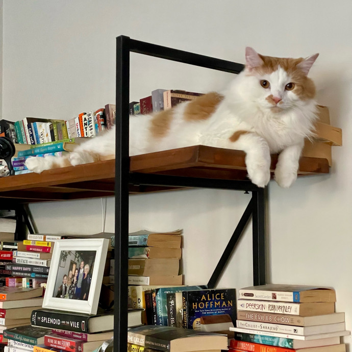 Gatomania Sitter