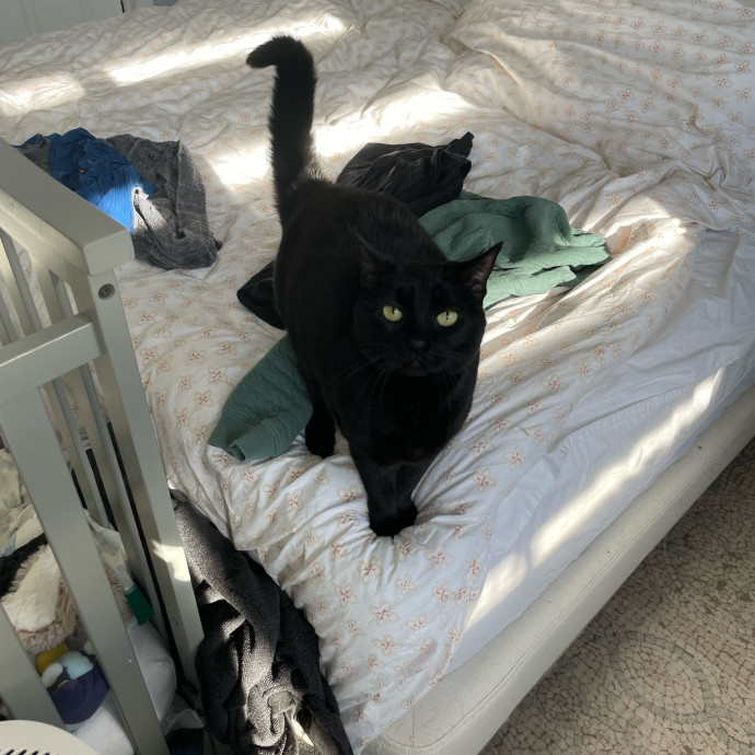 Gatomania Sitter