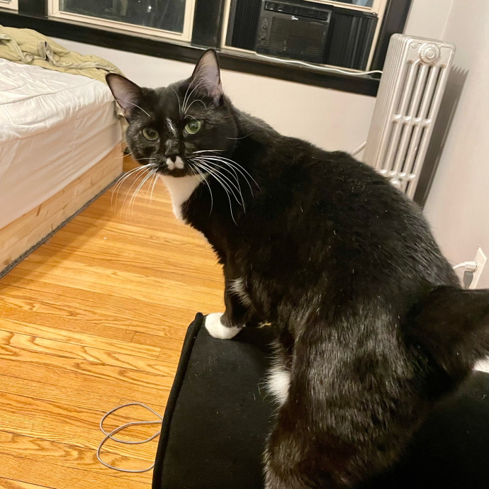 Gatomania Sitter