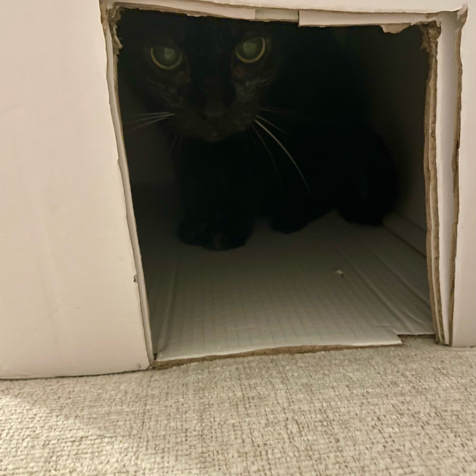 Gatomania Sitter