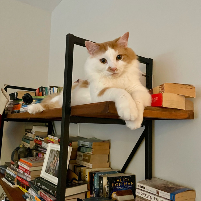 Gatomania Sitter