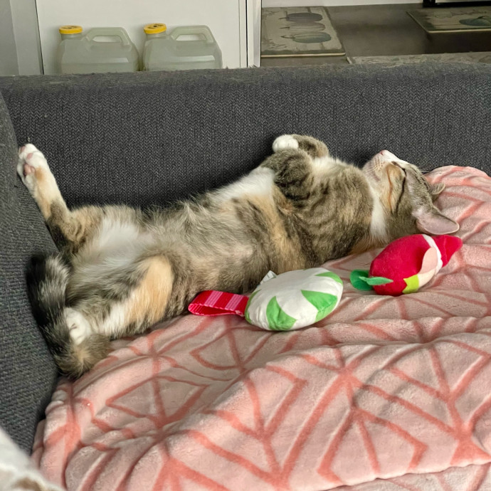 Gatomania Sitter