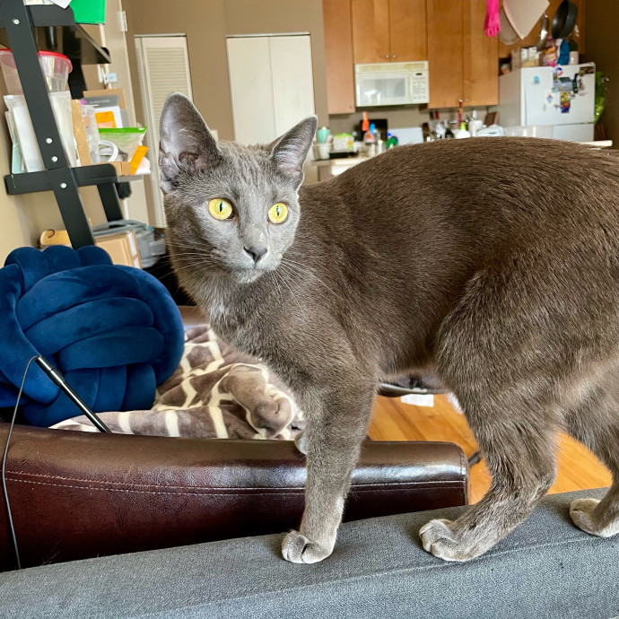 Gatomania Sitter