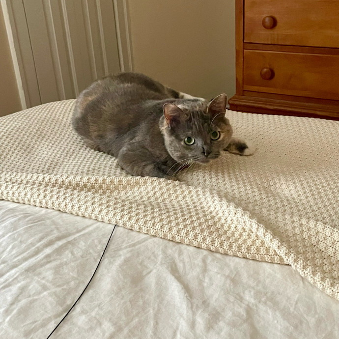 Gatomania Sitter