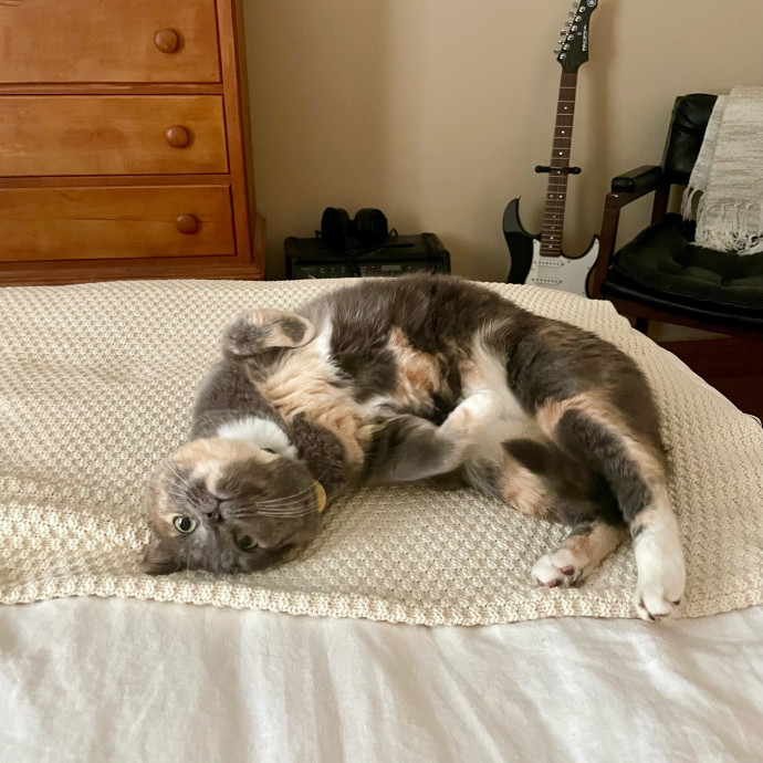 Gatomania Sitter photo 3