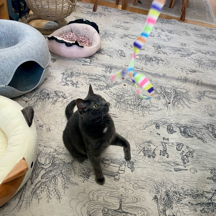 Gatomania Sitter photo 2