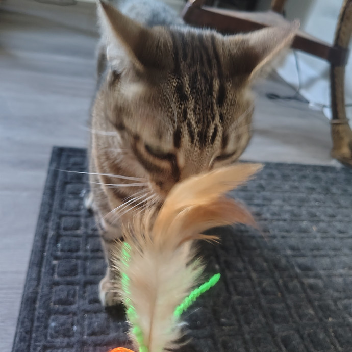Ambriel's Purrfect Cat Sitting