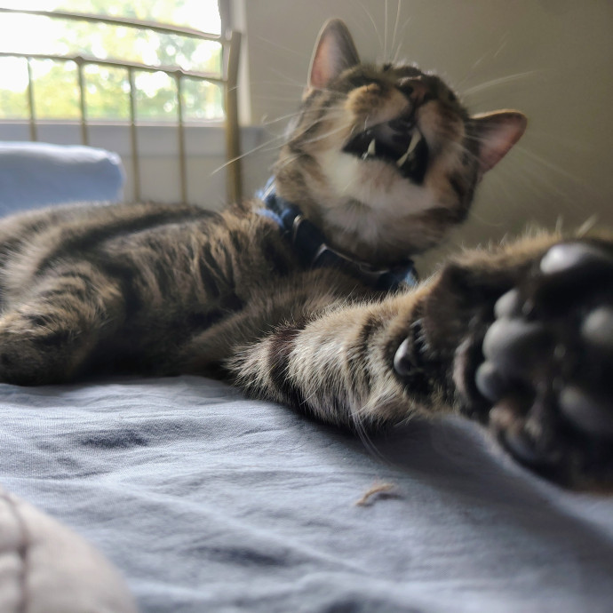 Ambriel's Purrfect Cat Sitting photo 3