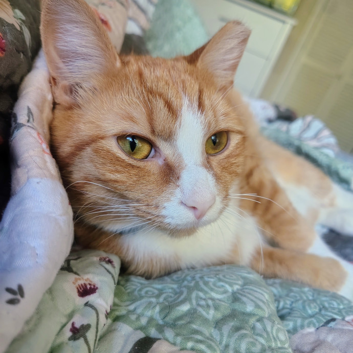 Ambriel's Purrfect Cat Sitting photo 2