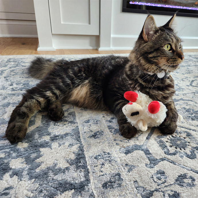 The Millennial Cat Lady