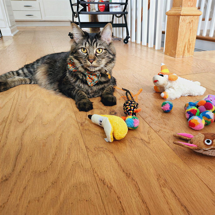 The Millennial Cat Lady