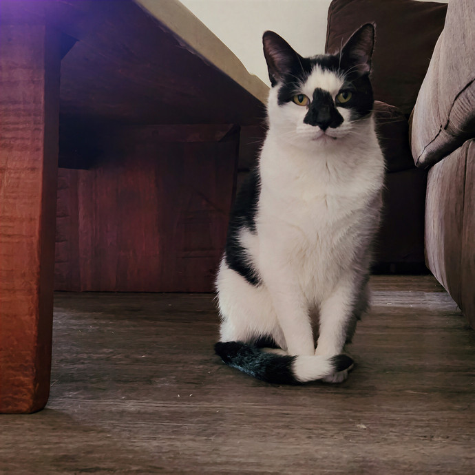 The Millennial Cat Lady