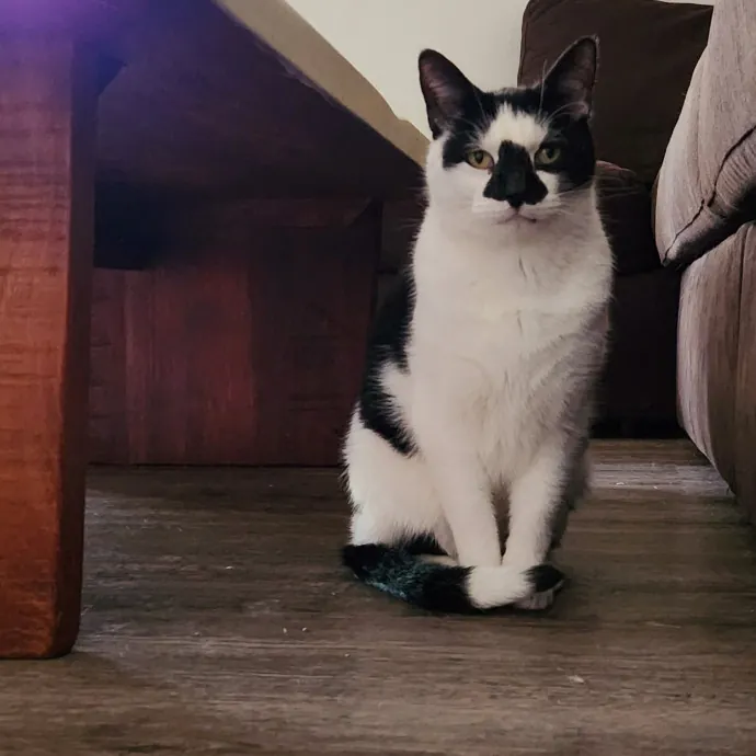 The Millennial Cat Lady