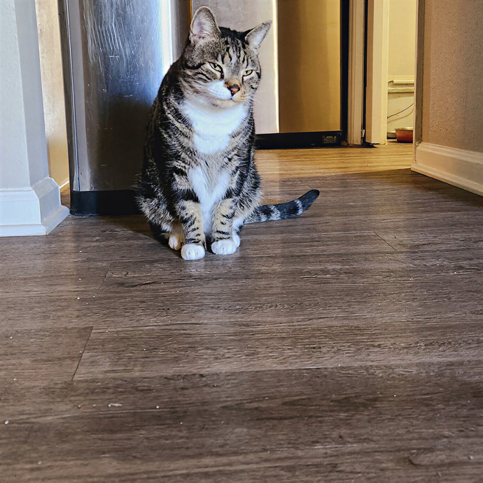 The Millennial Cat Lady