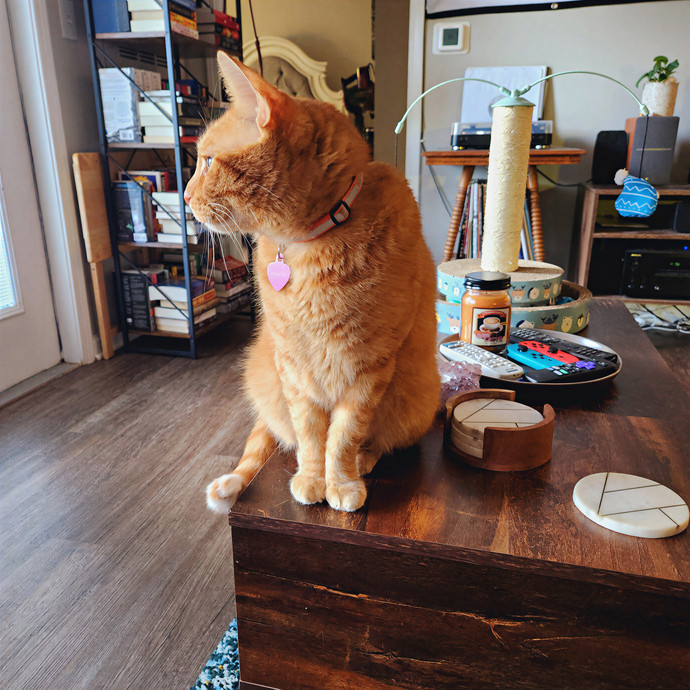 The Millennial Cat Lady