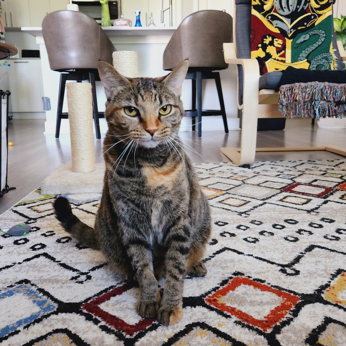 The Millennial Cat Lady