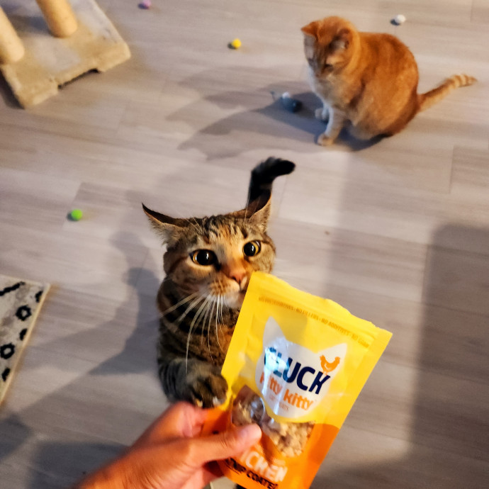 The Millennial Cat Lady