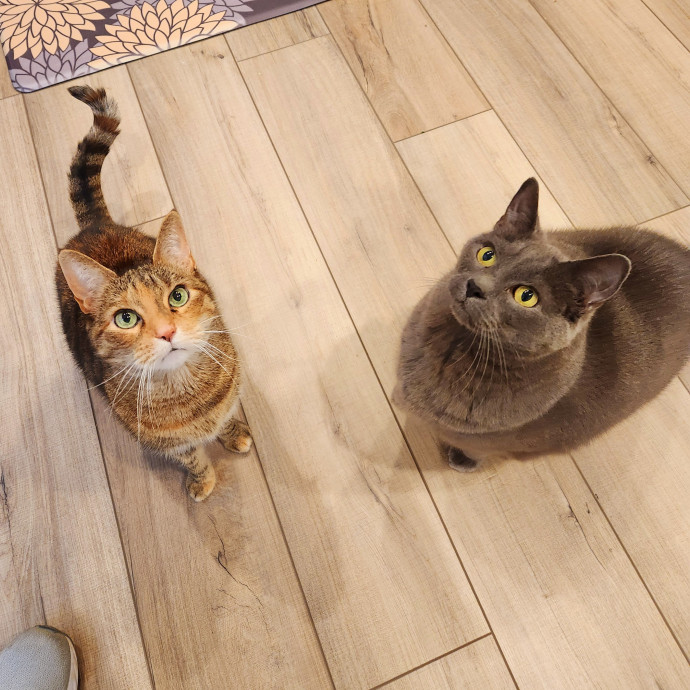 The Millennial Cat Lady