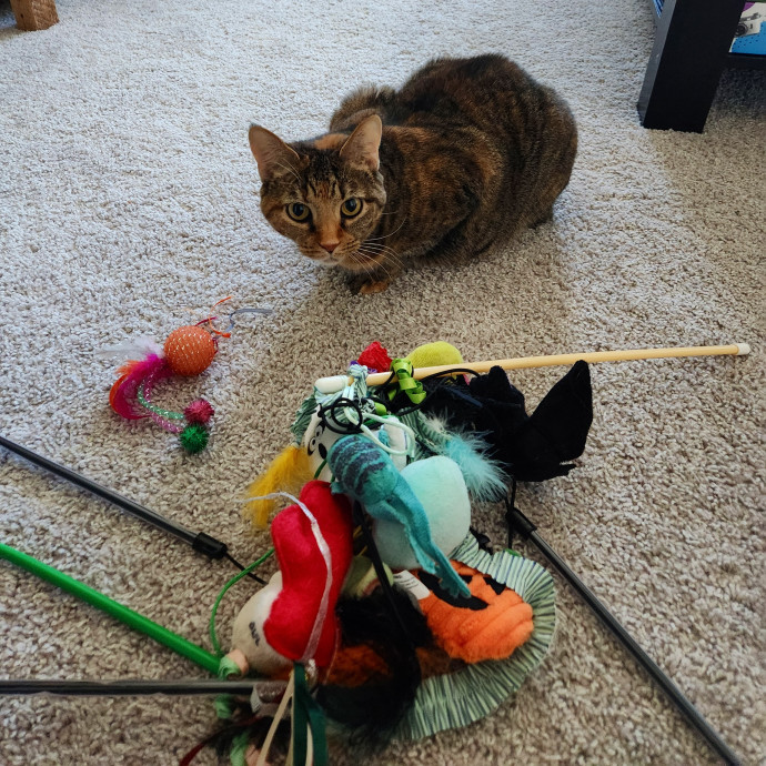 The Millennial Cat Lady photo 3
