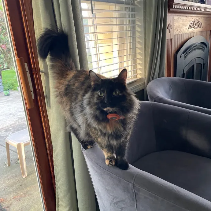 Calm And Caring Kitty Friend