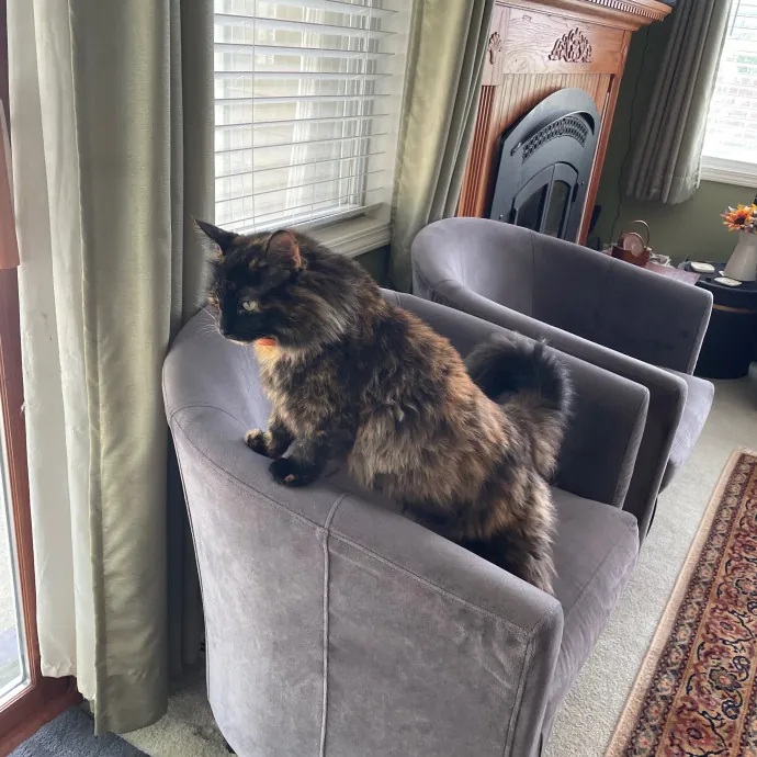 Calm And Caring Kitty Friend