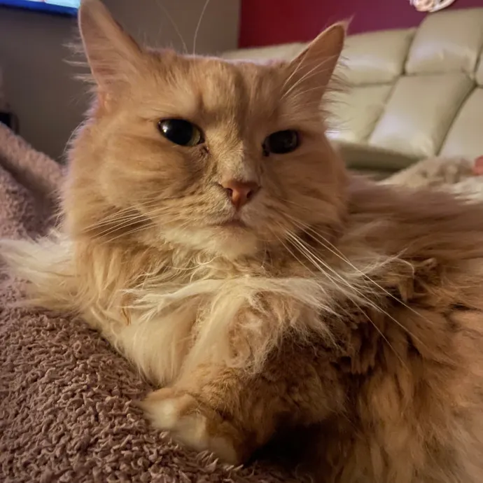 Calm And Caring Kitty Friend
