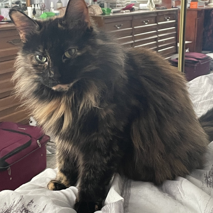 Calm And Caring Kitty Friend