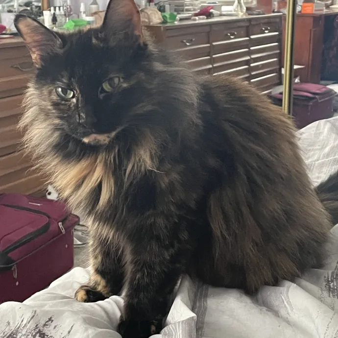 Calm And Caring Kitty Friend