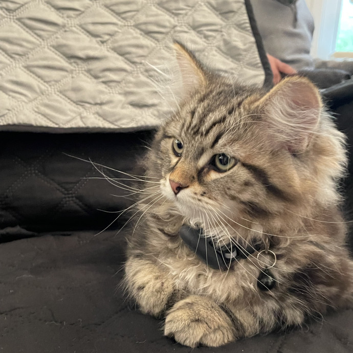 Calm And Caring Kitty Friend